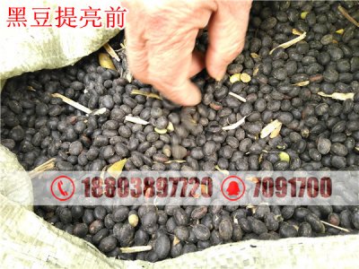 黑豆去除尘土提亮用那种设备？黑豆提亮机