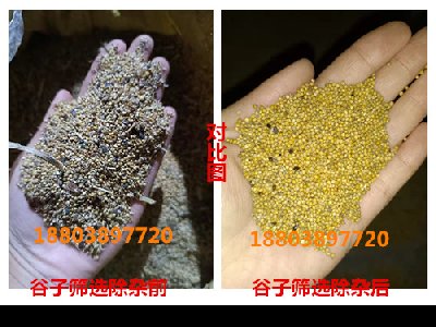 谷子筛选除杂机，秸秆，灰尘，石子，草籽都能筛选出来